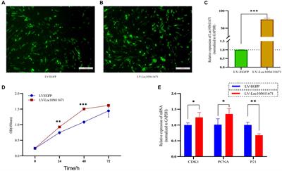 Long non-coding RNA Loc105611671 promotes the proliferation of ovarian granulosa cells and steroid hormone production upregulation of CDC42